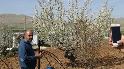 Gercüş'te Çiçek Açan Kiraz Bahçeleri Gelinliği Andırdı