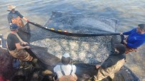 İznik Gölü'nde Gümüş Balığı Rekoru Açıklaması 1 Günde 15 Ton