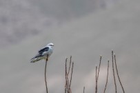 Akçaylak Kuşu Van'da İlk Kez Görüntülendi