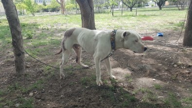 Pitbull Cinsi Köpeği Bıçaklayan Şahıslar, Sahibini De Dövdü