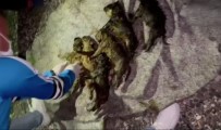 Ankara'da Fosseptik Çukuruna Atıldığı İddia Edilen 6 Yavru Köpek Kurtarıldı