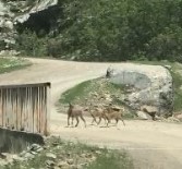 Şemdinli'de Dağ Keçileri Görüntülendi