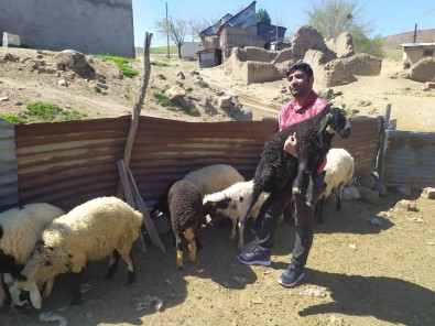 Öğretmen Kayıp Kuzu Ve Koçlara Sahip Çıktı, Sahibini Arıyor