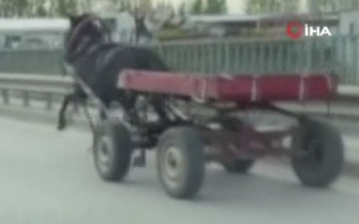 Sürücüsüz At Arabası Trafiği Bir Birine Kattı