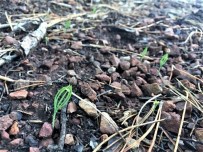 Toprakla Buluşan Karaçam Tohumlarında İlk Çimlenmeler Haberi
