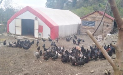 Tavukları Çalınan Kadın Çiftçi, Hırsıza 'Allah İki Yakasını Bir Araya Getirttirmesin' Bedduası