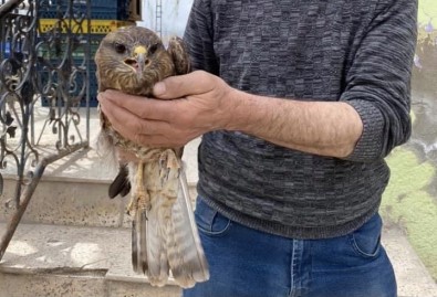 Yorgun Düşen Şahin Tedavi Altına Alındı