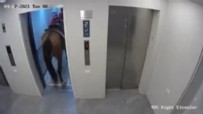 Asansöre at sokmaya çalışanlara gözaltı!