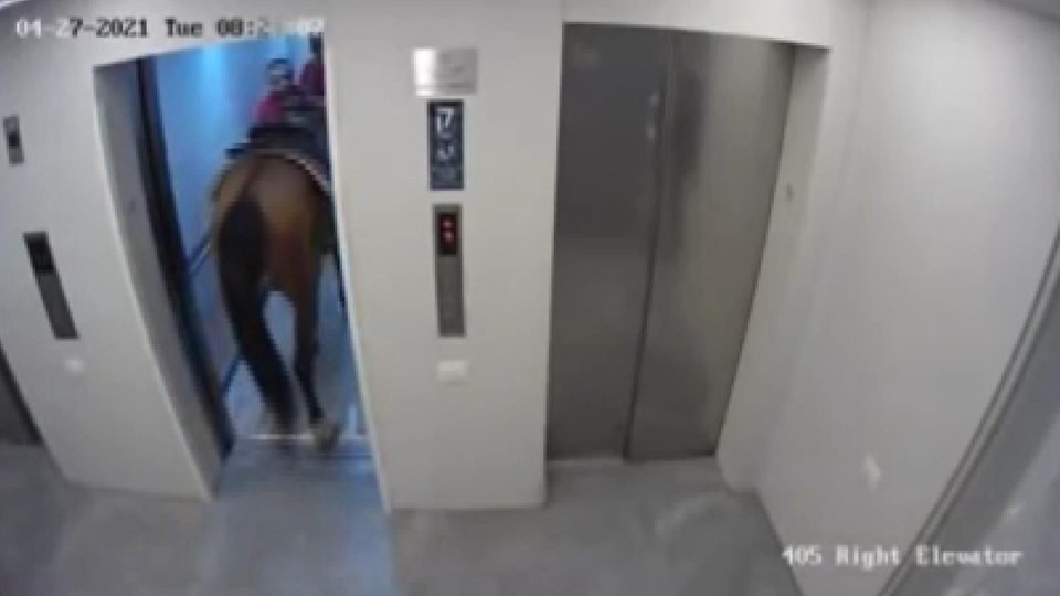 Asansöre at sokmaya çalışanlara gözaltı!
