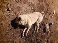 Çoban Köpeklerinin Öldürülmesi Tepkiye Yol Açtı Haberi