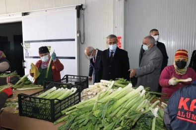 Samsun'da Yetişen Sebzelere Yurt Dışından Yoğun Talep