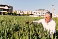 Muratpaşa'nın Buğdayları Başak Verdi Haberi