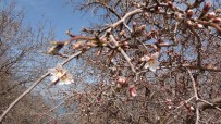 (Özel) Akdamar Adası'nda Badem Ağaçları Çiçek Açtı