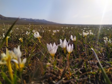Van'da Kardelenler Çiçek Açtı
