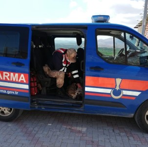 Yaralı Köpeği Fark Eden Jandarma, Ekip Aracıyla Hastaneye Götürdü