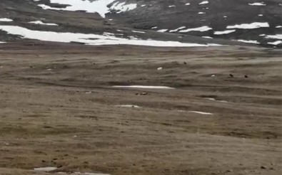 Ardahan'da Kara Akbabalar Görüntülendi