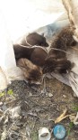 Bursa'da Çuvala Konulan Yavru Kediler Ölmekten Son Anda Kurtarıldı