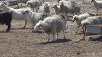 Koyun Keçi Dünyası, Gökçeada İle Sahaya İniyor Haberi