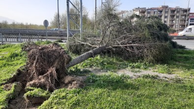 Turgutlu'da Fırtına Ağaçları Devirdi