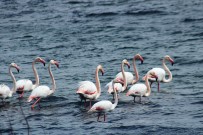 Anadolu'nun Plajı Savcılı'da, Flamingolar Görüldü