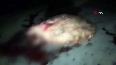 Mardin'de İki Araç Koyun Sürüsüne Daldı Açıklaması 24 Hayvan Telef Oldu