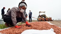 Tarsus'ta Yerli Tohum Üretimi Yaygınlaştırılıyor Haberi