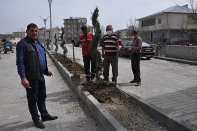 Bulanık Belediyesinden Ağaçlandırma Çalışması