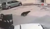 Bursa'da Jip Sürücüsünün Uyuyan Köpeği Ezdiği Anlar Güvenlik Kamerasına Yansıdı