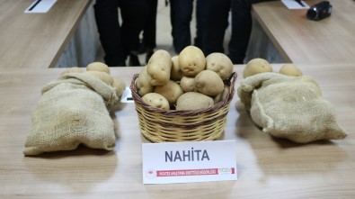 Niğde'de Geliştirilen Yerli Patates Tohumu Avrupa Yolunda