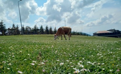 Samsun'da Süt Sığırcılığı Geliştirilecek