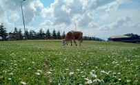 Samsun'da Süt Sığırcılığı Geliştirilecek Haberi