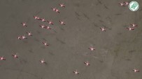 Yarışlı Gölü'nde Flamingolar Drone İle Görüntülendi