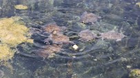 Denizli'nin 'Kaplumbağa Terbiyecisi' Su Kaplumbağalarını Yalnız Bırakmıyor