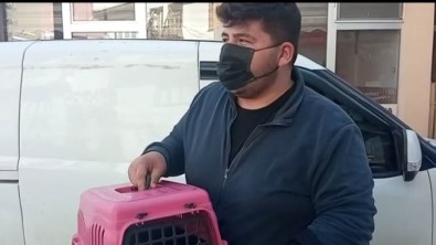 Yaralı Kedi Ve Köpek Tedavi İçin İstanbul'a Gönderildi