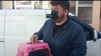 Yaralı Kedi Ve Köpek Tedavi İçin İstanbul'a Gönderildi Haberi