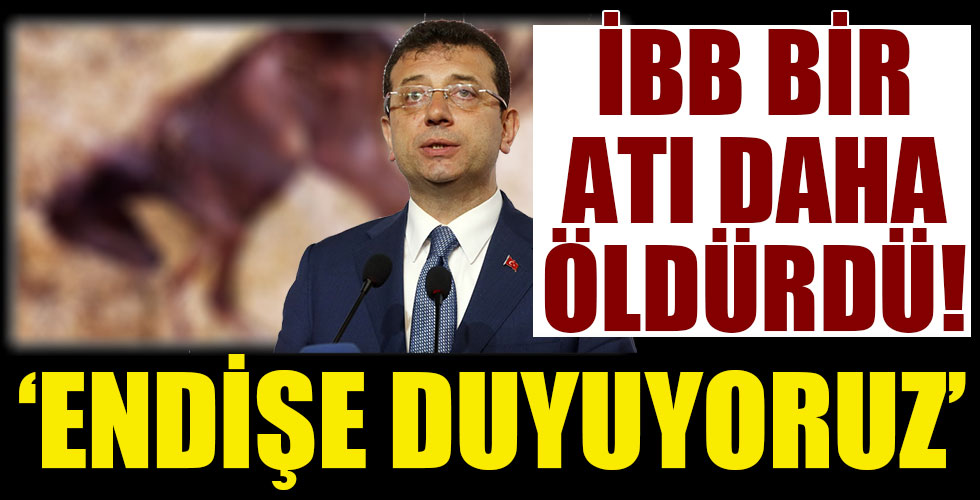 İstanbul Büyükşehir Belediyesi'nde kalan 115 attan biri daha öldü!