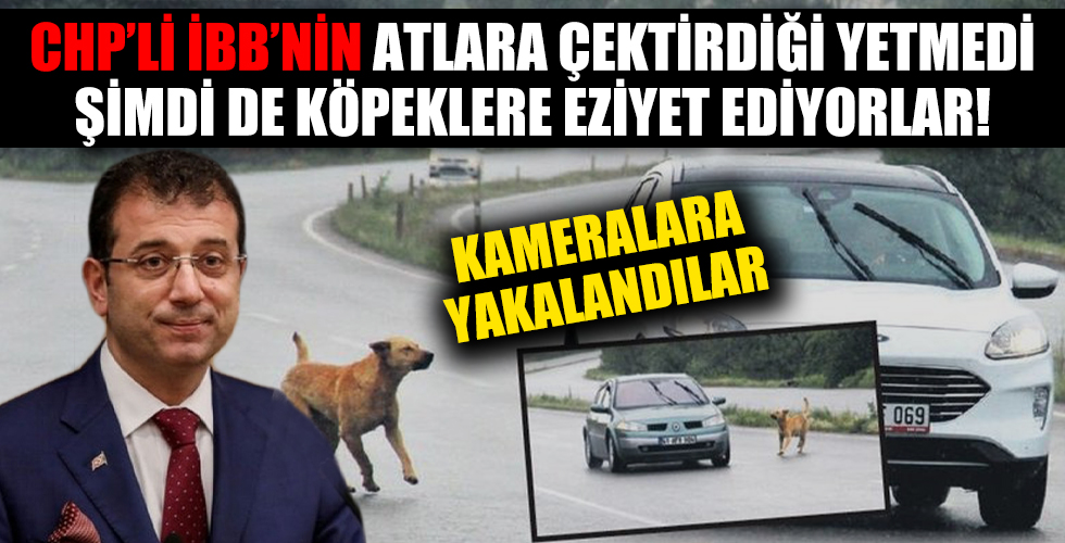 İstanbul köpekleri Kocaeli’ne atıyor