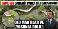 İstanbul'daki Yıldız Parkı'nda tepki çeken görüntler! Ölü martılar ve yosun dolu havuz...