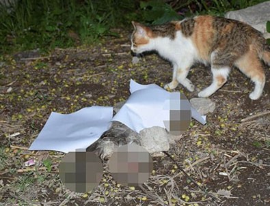 Kedi yavrusunun patilerini ve kuyruğunu keserek öldürdüler!