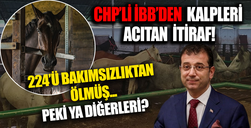 İBB’den merak edilen konu hakkında skandal itiraf! Adalar’daki 978 atın 224’ü bakımsızlıktan ölmüş! Peki ya diğerleri?