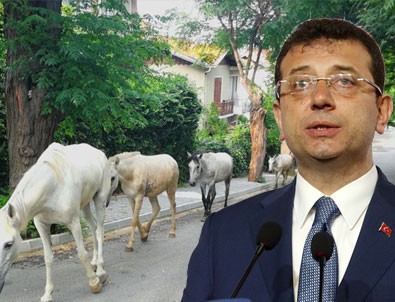 İmamoğlu'nun at rezaletinde günah keçisi bulundu!