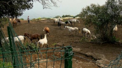 Adalar’da ürküten iddia: Sağlıklı atları ruam hastası atlarla aynı yere kapattılar