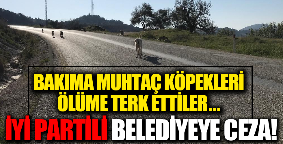 Bakıma muhtaç köpekleri ölüme terk eden İYİ Partili belediyeye ceza