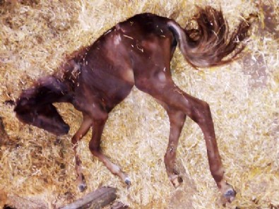 CHP'li İBB'nin sorumluluğundaki atlar bakımsızlıktan ve pislik içinde ölüyorlar