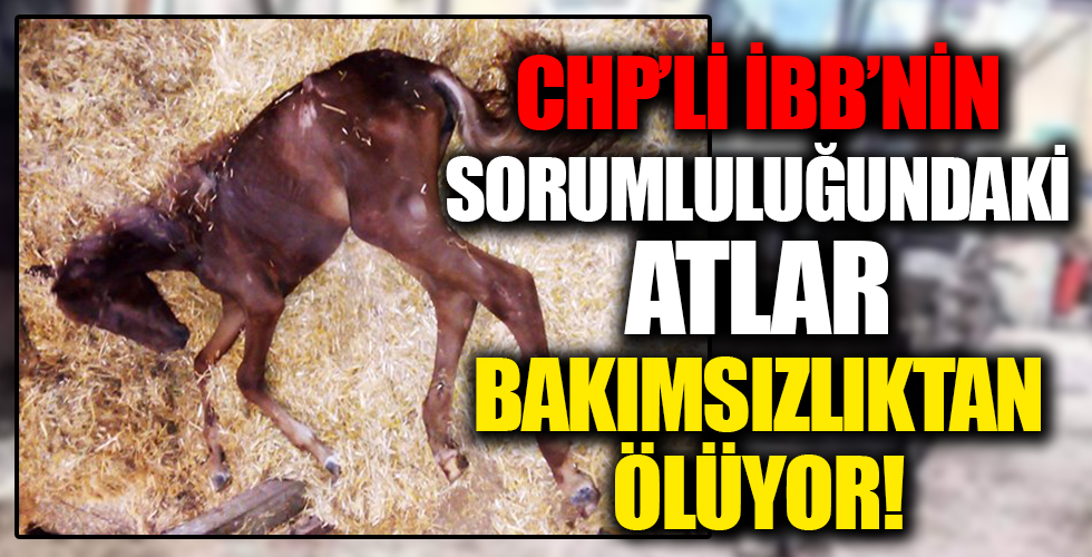 CHP'li İBB'nin sorumluluğundaki atlar bakımsızlıktan ve pislik içinde ölüyorlar