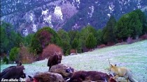 YABAN DOMUZU - Afyonkarahisar'da Yaban Hayati Fotokapanla Görüntülendi