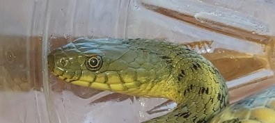 Civciv Hirsizi Yilan Suçüstü Yakalandi