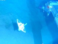 OKYANUS - Derin Denizleri Gözlemleyebilmek Için Yumusak Robot Balik Gelistirildi