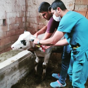 Günyüzü'nde Büyükbas Hayvanlarda Kimliklendirme Ve Kayit Çalismalari