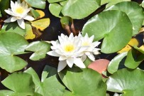 NİLÜFER - Iki Kiz Kardes Nilüfer Çiçeklerine Özenle Bakiyor